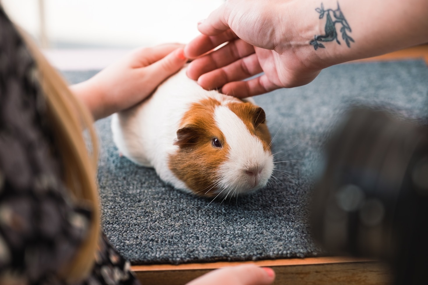 Como garantir uma vida longa e saudável para seu pet